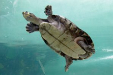 St. Thomas Turtle Swim